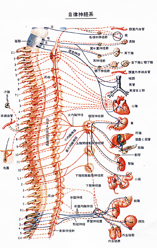 自律神経図